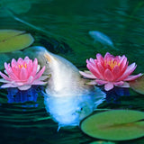 Pond Blue, 226.7 ml F2H6 - product image 2